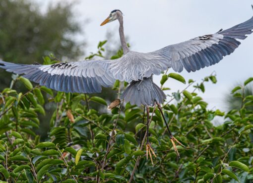 Photo Nesting bird